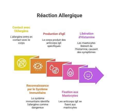 Schéma expliquant la réaction allergique : contact avec l’allergène, production d’IgE, activation des mastocytes et libération d’histamine entraînant les symptômes.